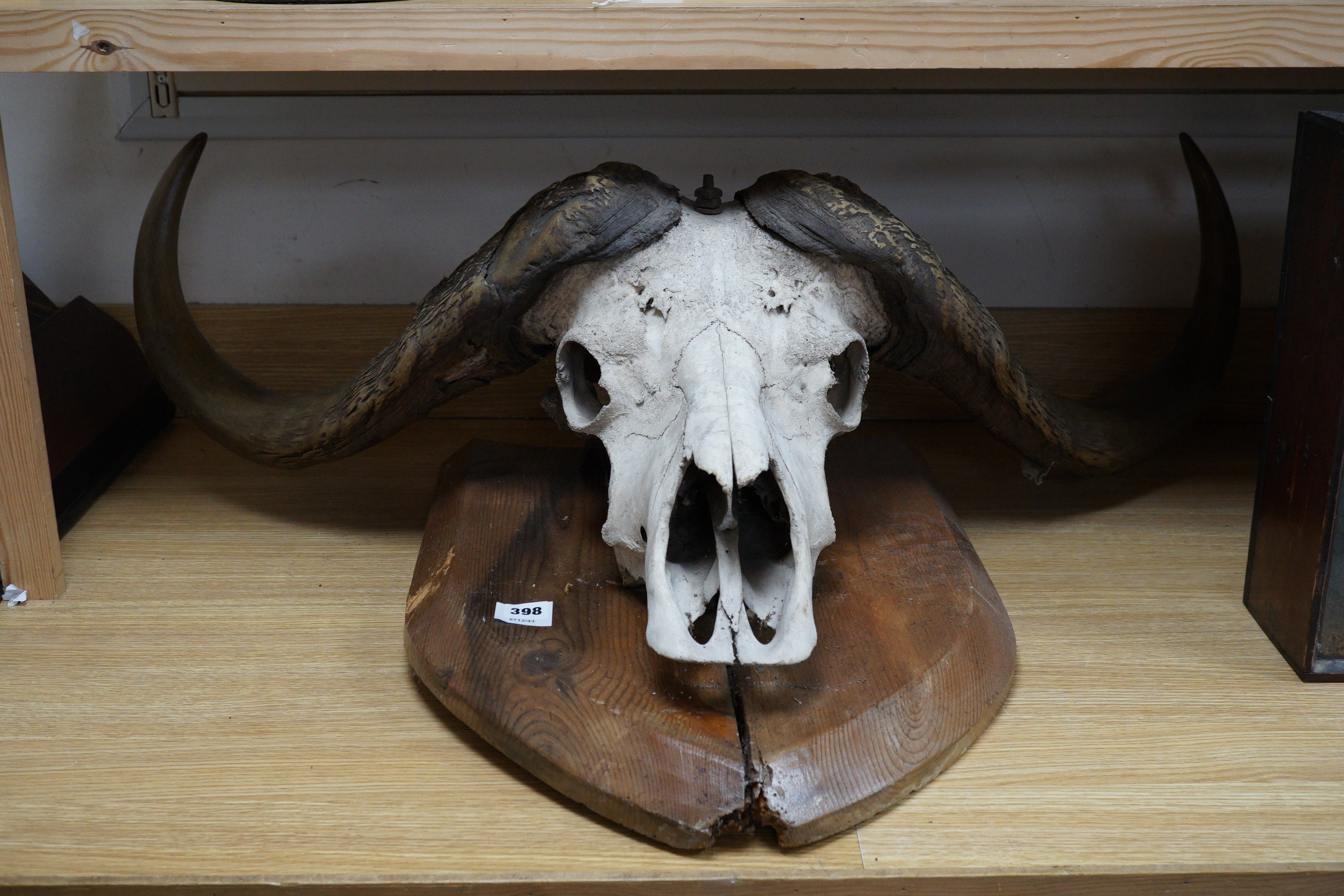 Animal anatomy- North American Bison horns mounted on a skull and pine shield, 103 cm wide